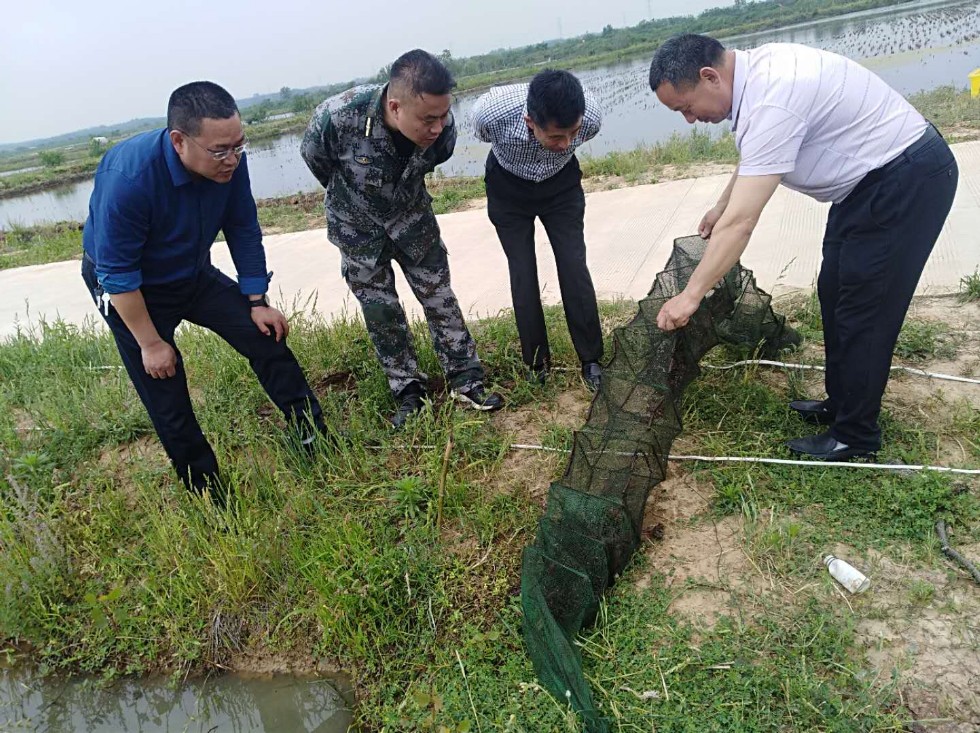 珠龙镇人大代表视察“稻虾养殖”情况.JPG