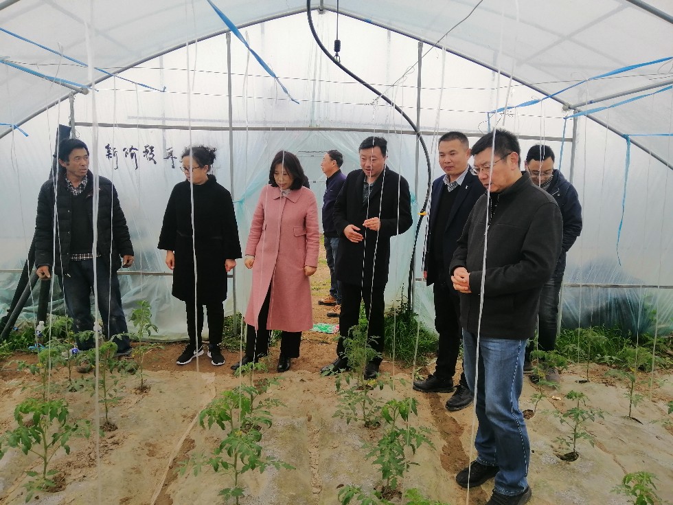 区人大调研民族村乡村振兴-2.jpg