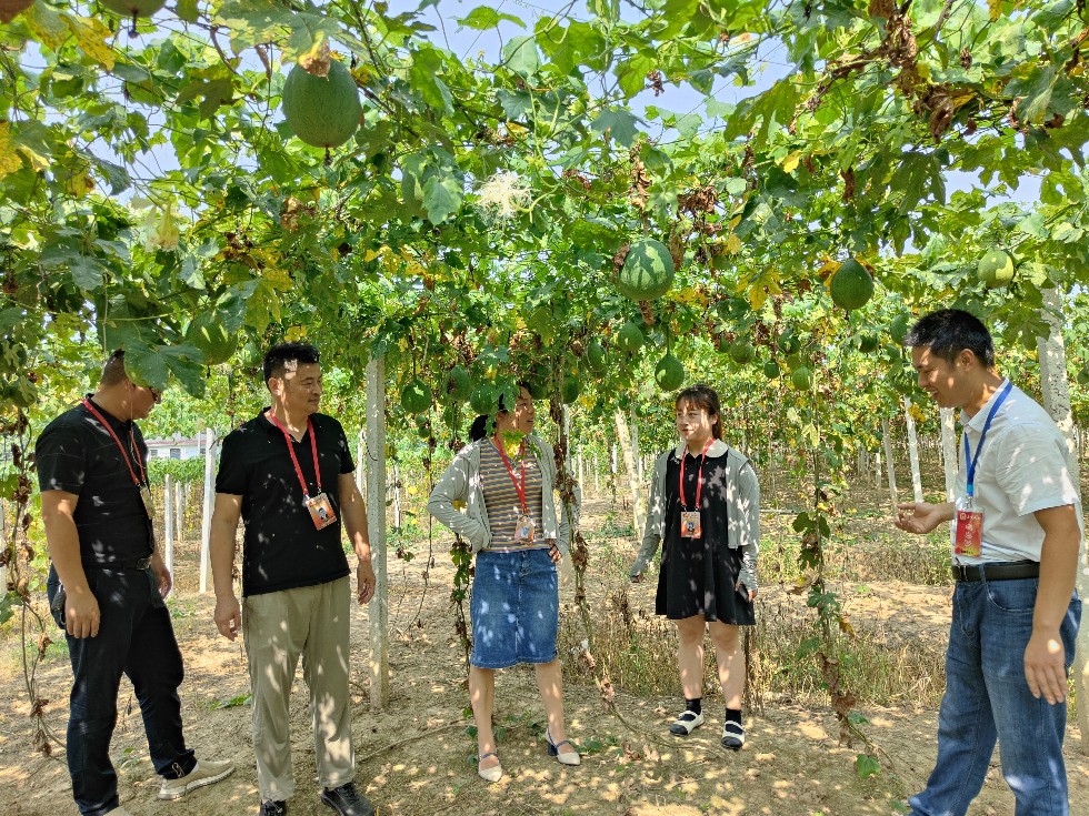 8.3调研瓜蒌种植基地.jpg