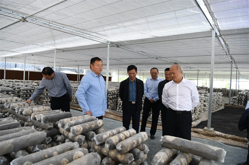 王图强调研南谯区国庆长假乡村旅游成果1.jpg